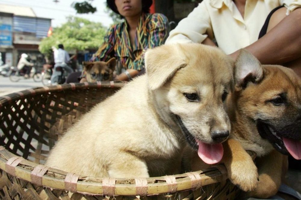 FOUR PAWS Việt Nam: Rút ngắn khoảng cách bảo vệ chó mèo chỉ từ một mã QR