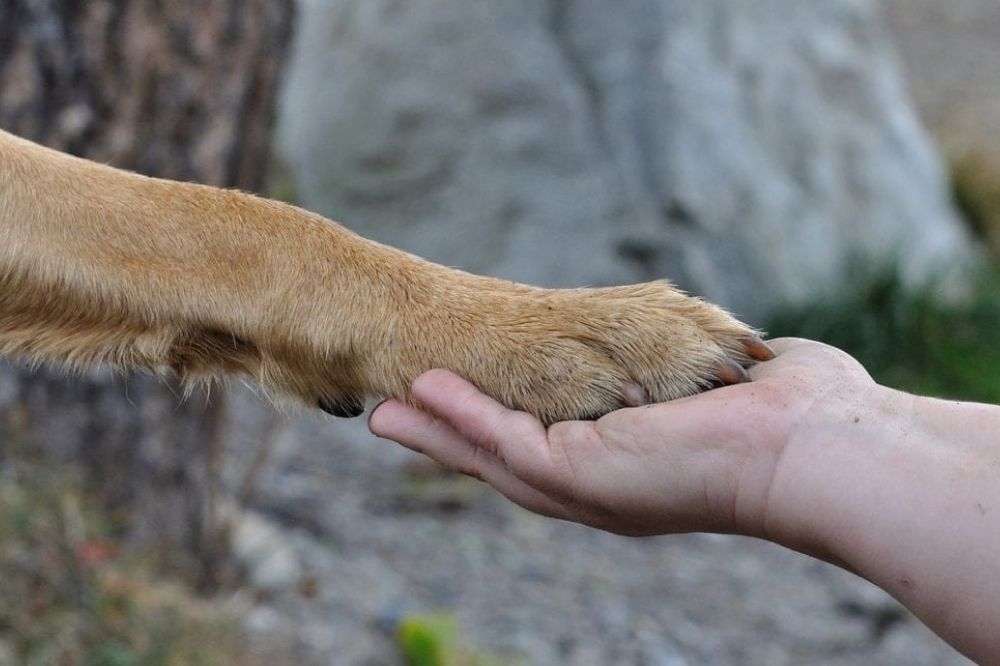 FOUR PAWS Việt Nam: Rút ngắn khoảng cách bảo vệ chó mèo chỉ từ một mã QR