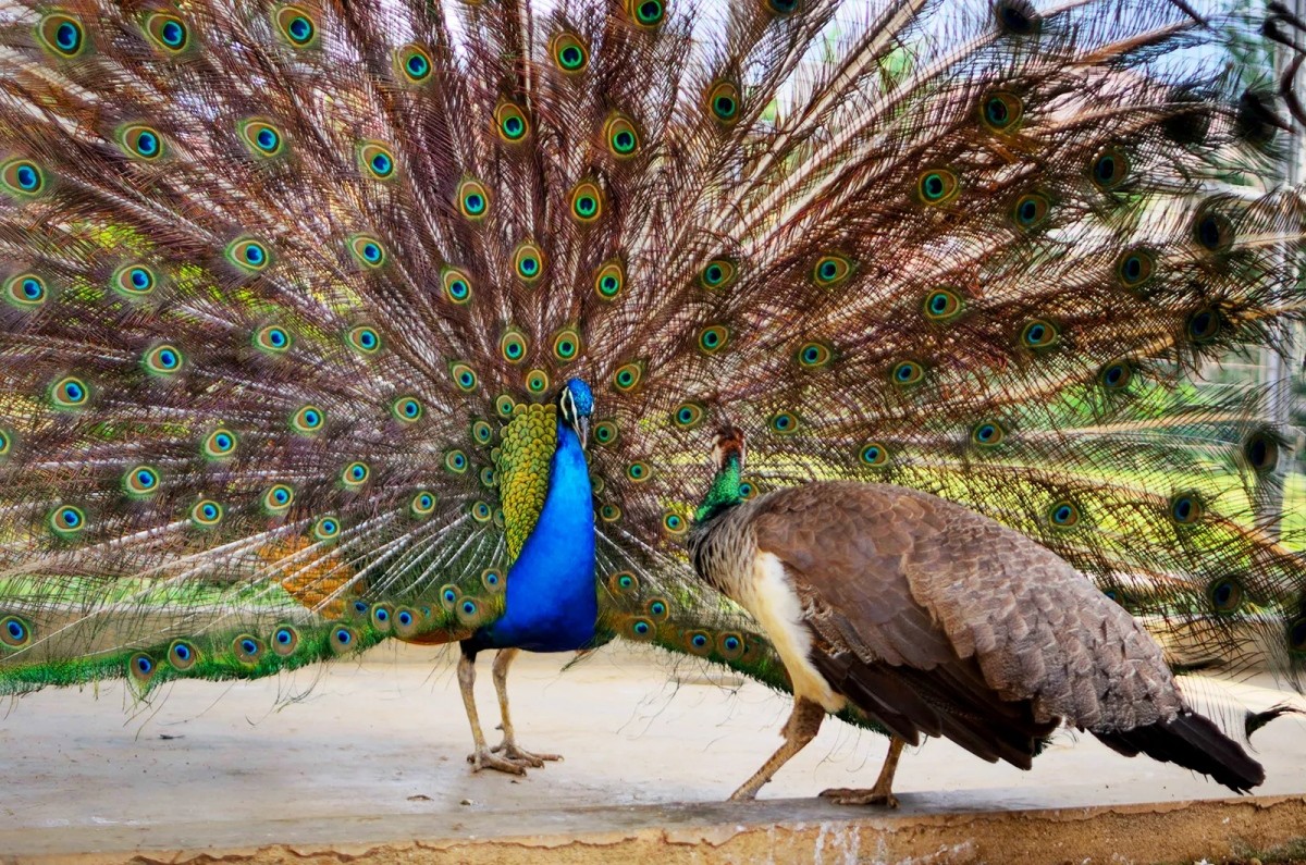 Chim công trống Ấn Độ - Pavo cristatus.