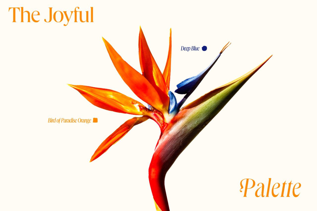 xolve branding x The Joyful Nest: Thiết kế phải tạo dựng niềm tin dựa trên cảm xúc thật