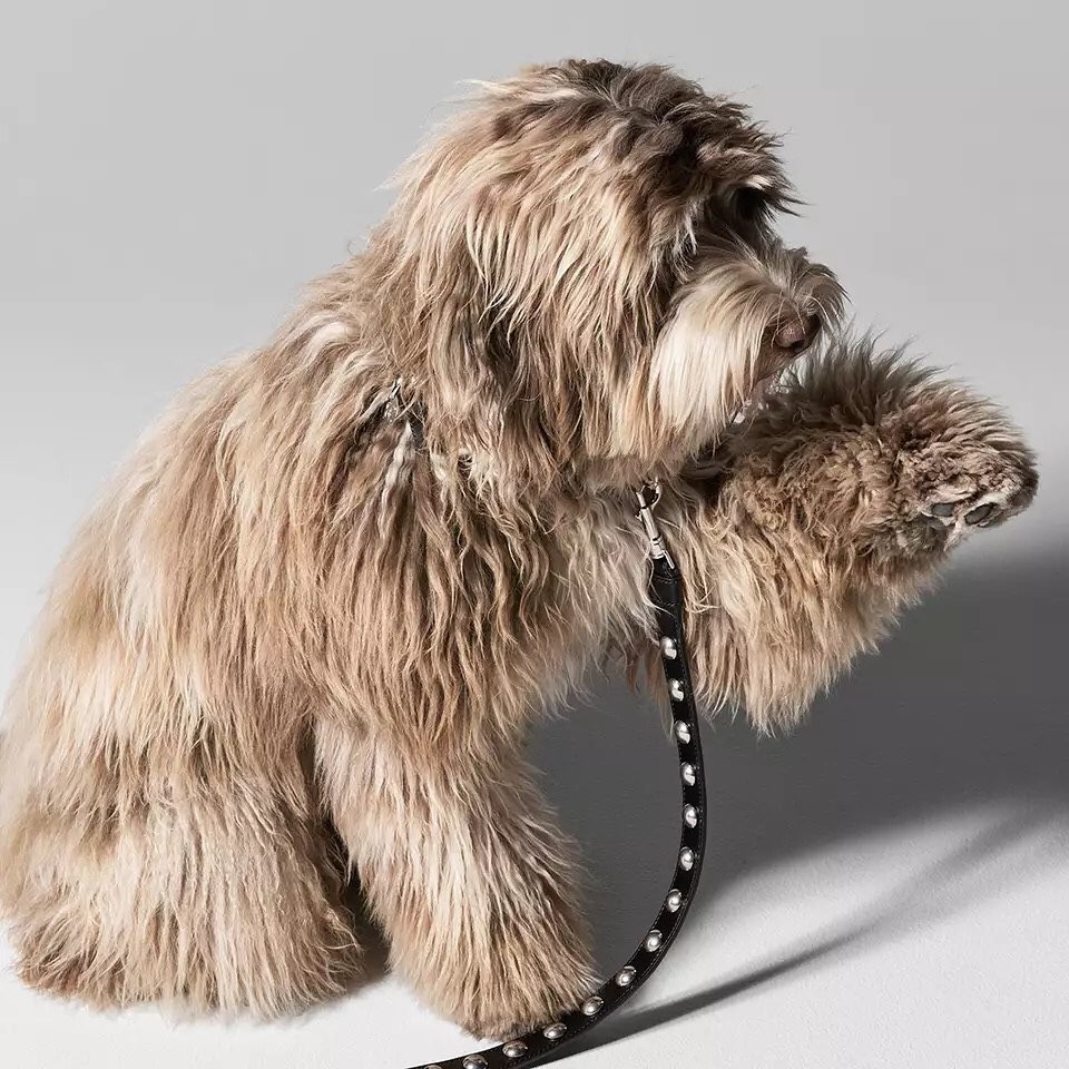 Pet Economy: Tại sao Hermès bán bát ăn 1.100 USD dành cho thú cưng?
