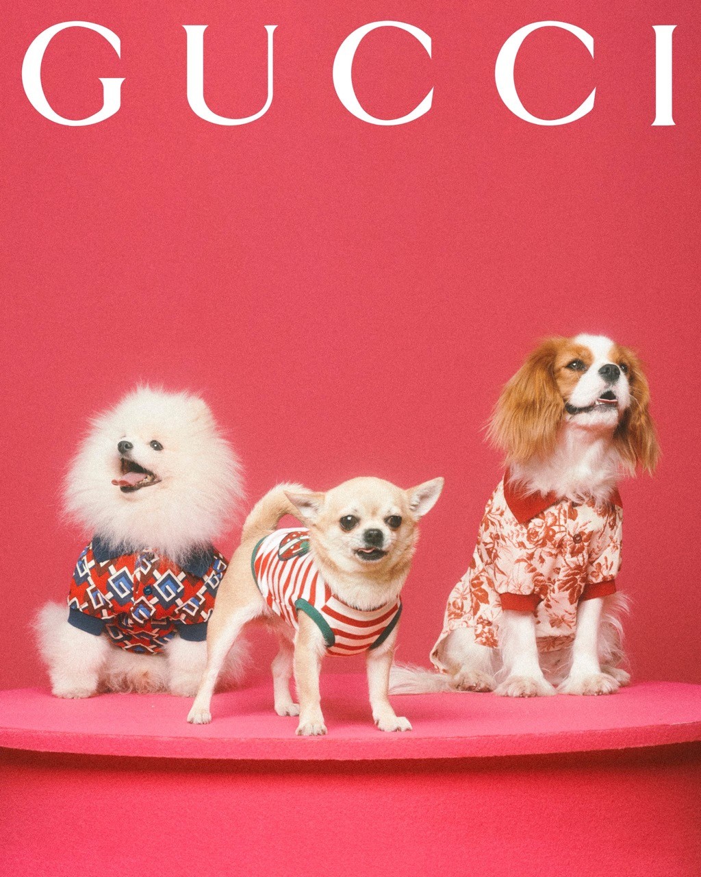 Pet Economy: Tại sao Hermès bán bát ăn 1.100 USD dành cho thú cưng?
