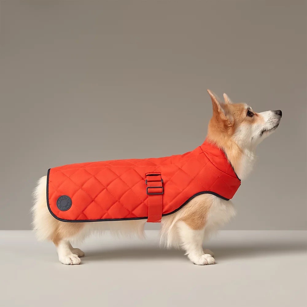 Pet Economy: Tại sao Hermès bán bát ăn 1.100 USD dành cho thú cưng?