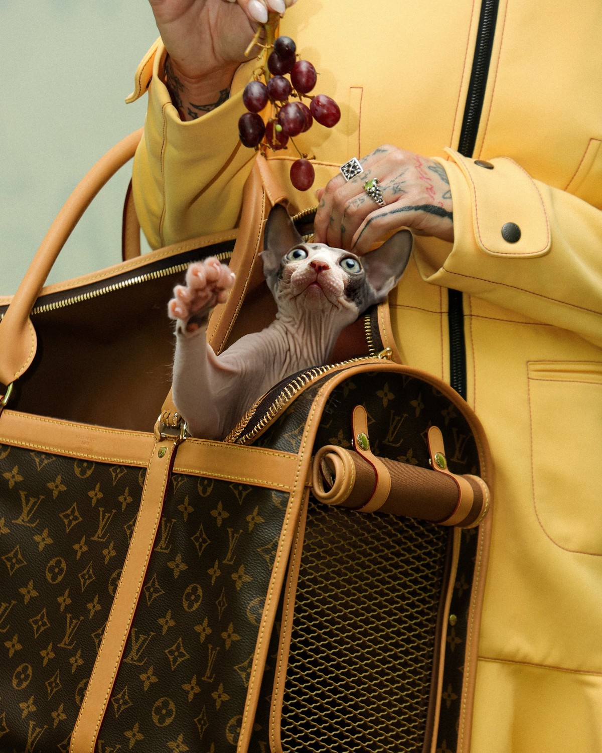 Pet Economy: Tại sao Hermès bán bát ăn 1.100 USD dành cho thú cưng?