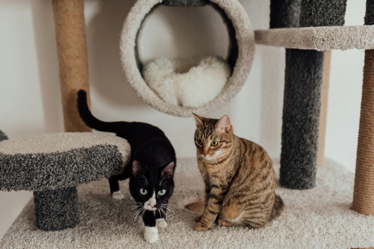 Pet Economy: Tại sao Hermès bán bát ăn 1.100 USD dành cho thú cưng?