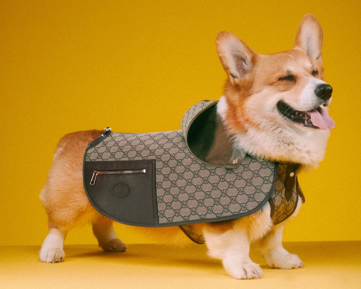 Pet Economy: Tại sao Hermès bán bát ăn 1.100 USD dành cho thú cưng?