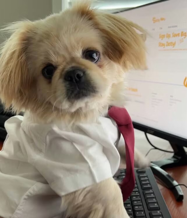 Đăng tin tuyển dụng lạ đời: Chiêu “marketing stunt” của các thương hiệu