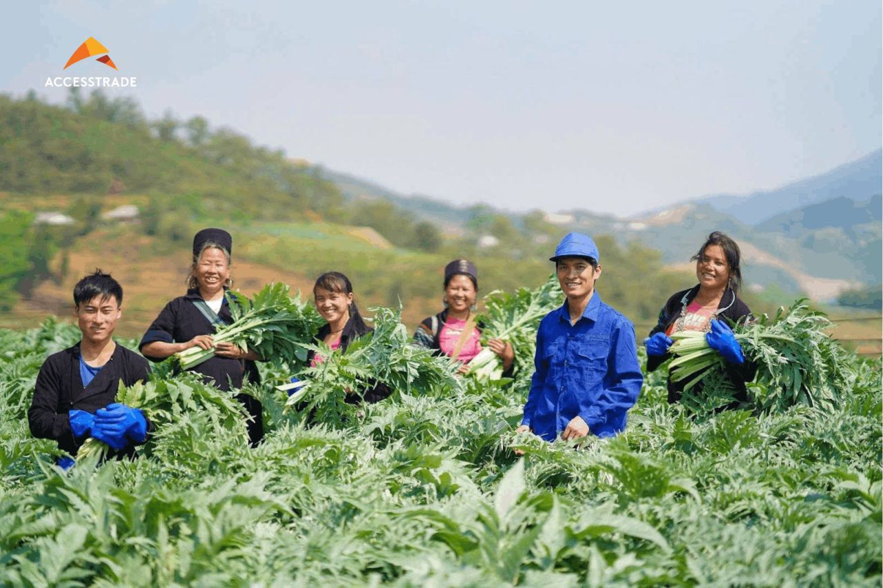 Vùng trồng Actiso 70ha của Traphaco tại Sapa