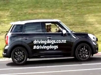 Review Campaign: Driving Dogs