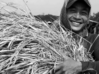Hạt gạo Việt chỉ khát người tài