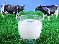 Sữa nước và cuộc đua đàn bò