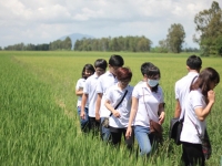 Sinh viên Việt phân tích nghịch lý hạt gạo Việt