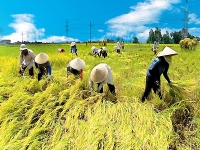 Thị trường nông thôn: Khôn sẽ thắng