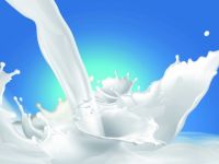 Hanoimilk “đón rể” Tiga Pilar