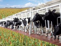 Báo Nga: TH True Milk định đầu tư dự án gần 1 tỷ USD ở Moscow