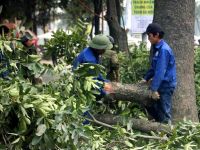 Vụ chặt cây xanh: Khủng hoảng truyền thông và tầm nhìn lãnh đạo