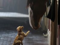 Bia Budweiser và câu chuyện “Puppy Love” cảm động