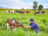 Vinamilk đạt chứng nhận trang trại bò sữa orgarnic đầu tiên tại Việt Nam