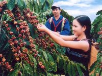 Thương hiệu “Buon Ma Thuot Coffee” được nhiều quốc gia phát triển bảo hộ
