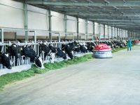 Giống Bò Sữa Mộc Châu tăng trưởng mạnh sau 9 tháng về với Vinamilk