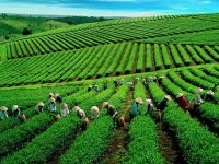 GTNFoods bất ngờ muốn sáp nhập vào Vilico