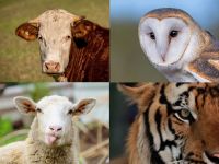 Bò đực vs Chim cú vs Cừu non vs Hổ: Khách hàng của bạn thuộc nhóm tính cách nào?