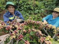 Cơ hội lớn để xuất khẩu văn hoá cà phê của Việt Nam ra thị trường thế giới