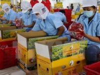 Nông sản Việt làm gì để ứng biến trước những đợt kẹt hàng?