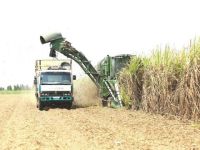 Cuộc sàng lọc lớn của thị trường mía đường