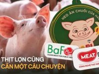 Khi người nuôi heo trở thành những “nghệ sĩ” kể chuyện: Masan làm “thịt mát”, bầu Đức có “heo ăn chuối”, tới BAF nuôi “heo ăn chay”
