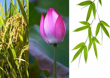 Chọn “quốc hoa”: Từ góc nhìn marketing