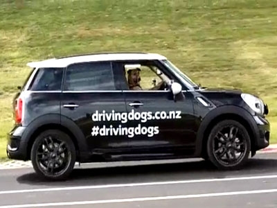 Review Campaign: Driving Dogs