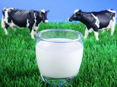 Sữa nước và cuộc đua đàn bò