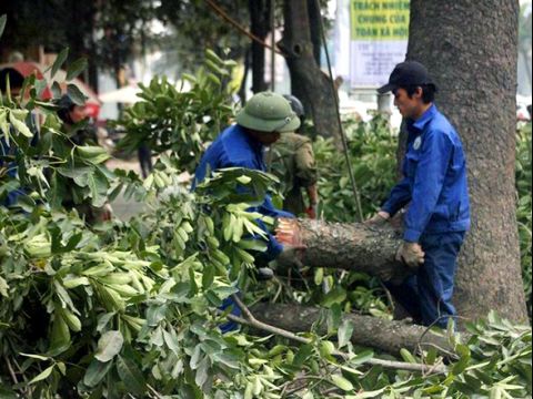 Vụ chặt cây xanh: Khủng hoảng truyền thông và tầm nhìn lãnh đạo