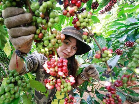 Thiếu thương hiệu, sản phẩm bất lợi về giá