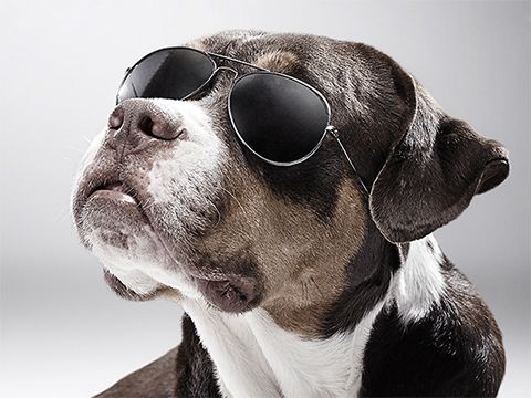 Chiến dịch “K9 Friends – Người mẫu thú cưng” giúp tăng nhận nuôi động vật bị bỏ rơi