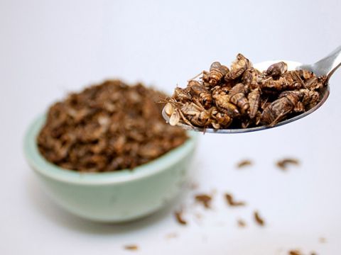 Bán dế ở châu Âu - bài học về định vị thị trường và phát triển sản phẩm