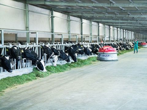Giống Bò Sữa Mộc Châu tăng trưởng mạnh sau 9 tháng về với Vinamilk