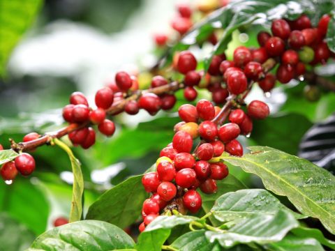 Cà phê đẩy mạnh sân nhà
