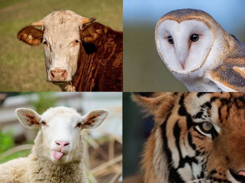 Bò đực vs Chim cú vs Cừu non vs Hổ: Khách hàng của bạn thuộc nhóm tính cách nào?
