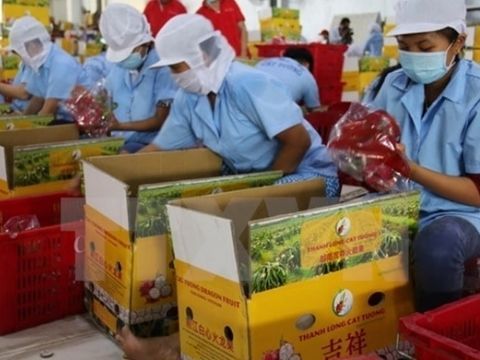 Nông sản Việt làm gì để ứng biến trước những đợt kẹt hàng?