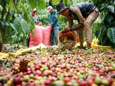Xuất khẩu cà phê tăng mạnh nhưng chịu nhiều áp lực