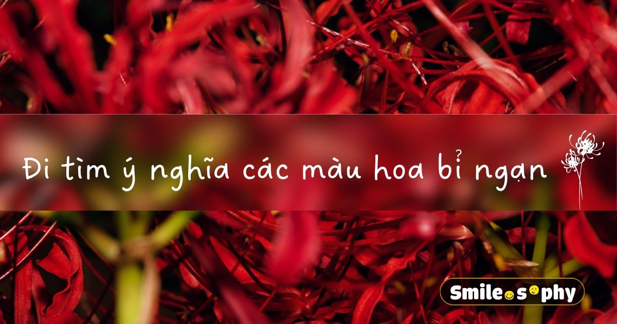 [Cười & Ngẫm] Đi tìm ý nghĩa những màu hoa bỉ ngạn