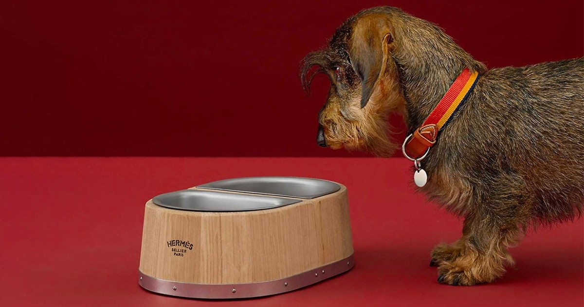 Pet Economy: Tại sao Hermès bán bát ăn 1.100 USD dành cho thú cưng?