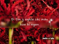 [Cười & Ngẫm] Đi tìm ý nghĩa những màu hoa bỉ ngạn