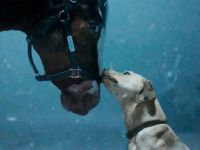 TVC Super Bowl 2024 của Budweiser: Đáng yêu nhưng thiếu cảm xúc